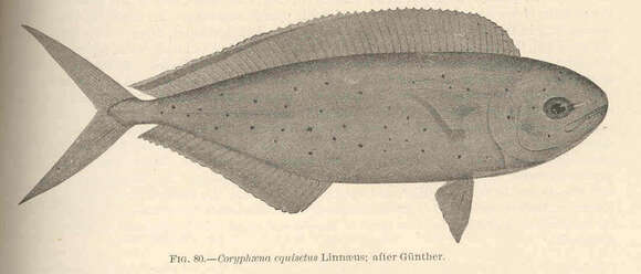 Image of Coryphaena