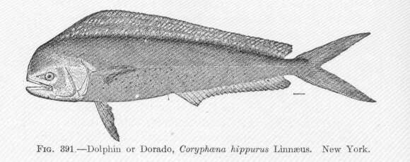 Слика од Coryphaena