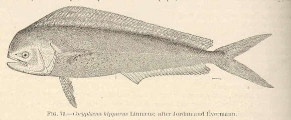 Image of Coryphaena