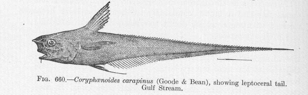 Imagem de Coryphaenoides carapinus Goode & Bean 1883