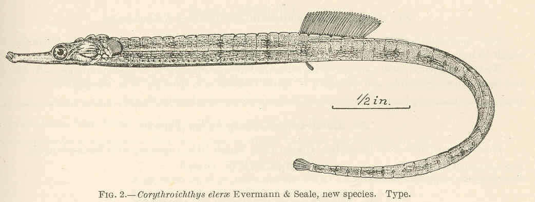 Image of blackhead pipefish