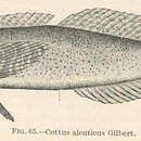 Imagem de Cottus aleuticus Gilbert 1896