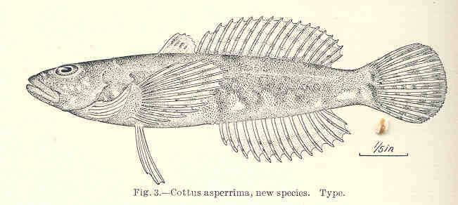 Image of sculpins