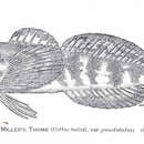 Image of Mottled Sculpin