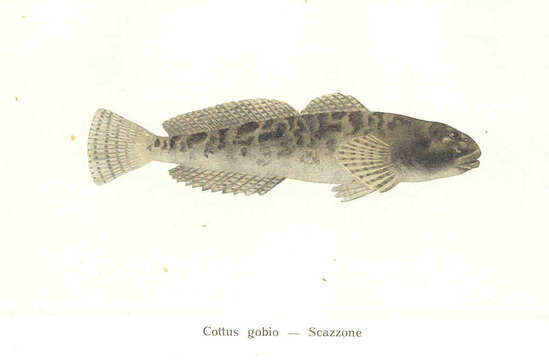 Image of Sculpin