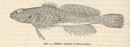 Image of Sculpin