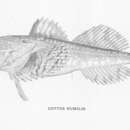 Myoxocephalus jaok (Cuvier 1829) resmi