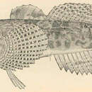 Image of Marbled Sculpin