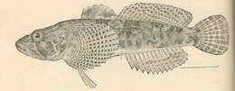 Image of Sculpin