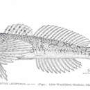 Image of Wood River Sculpin