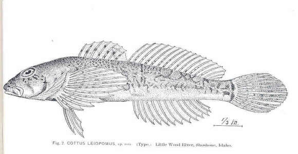 Image of Sculpin