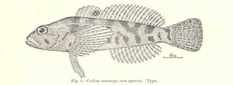 Image of Sculpin