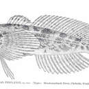 Image of Reticulate Sculpin