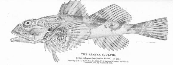 Image of stellate sculpin