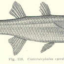 Plancia ëd Craterocephalus eyresii (Steindachner 1883)