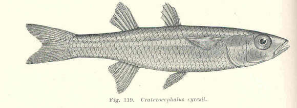 Plancia ëd Craterocephalus