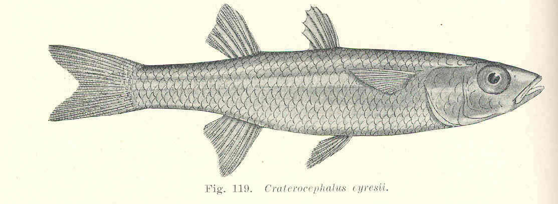 Image of Craterocephalus