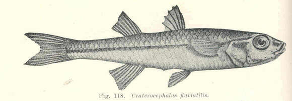 Image of Craterocephalus