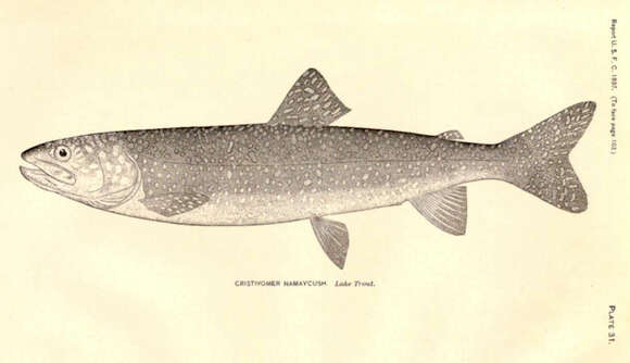 Image of Salvelinus