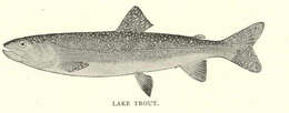 Image of Salvelinus