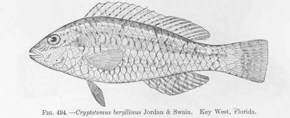 Image of Cryptotomus