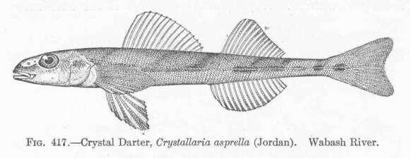 Image of Crystallaria