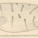 Слика од Crystallias matsushimae Jordan & Snyder 1902