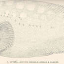 Слика од Crystallichthys