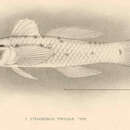 Imagem de Coryphopterus tortugae (Jordan 1904)