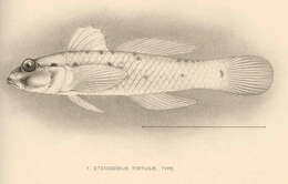 Image of Coryphopterus