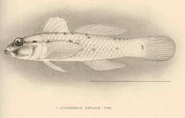 Слика од Coryphopterus