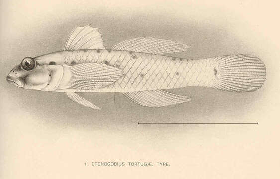 Plancia ëd Coryphopterus