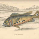 Plancia ëd Cichla monoculus Agassiz 1831