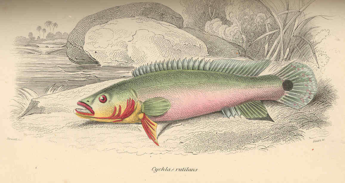 Image de Crenicichla