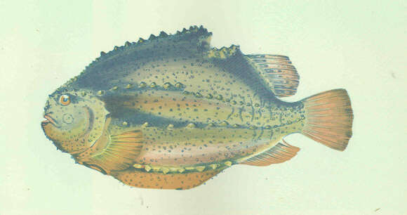 Image of lumpfishes