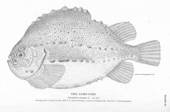 Image of lumpfishes
