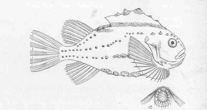 Image of Cyclopterus