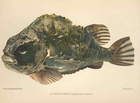 صورة Cyclopterus