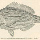Слика од Cymatogaster aggregata Gibbons 1854
