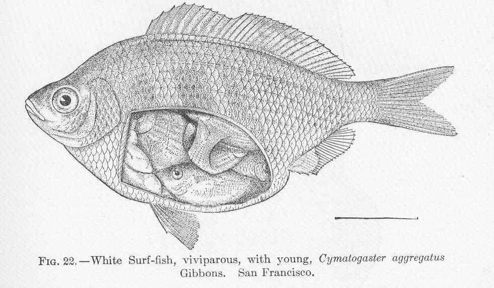 Image of Cymatogaster