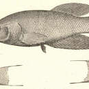 Image of Cynolebias