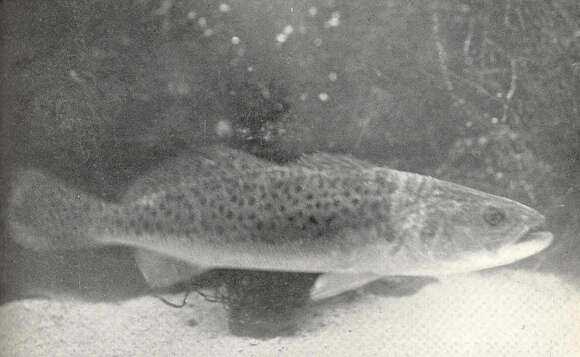 Image of Sea trouts