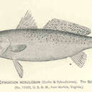 Image of Seatrout