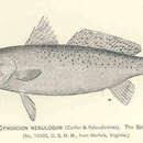 Imagem de Cynoscion nebulosus (Cuvier 1830)