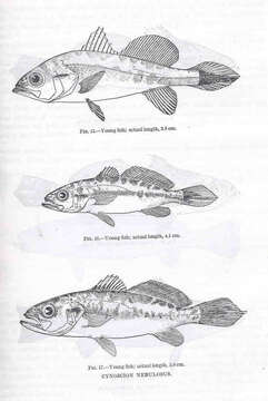 Image of Sea trouts