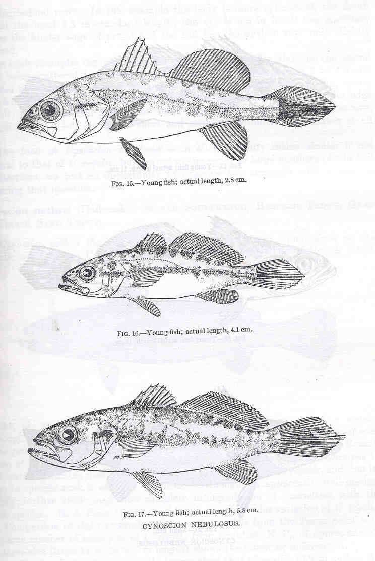 Image of Sea trouts