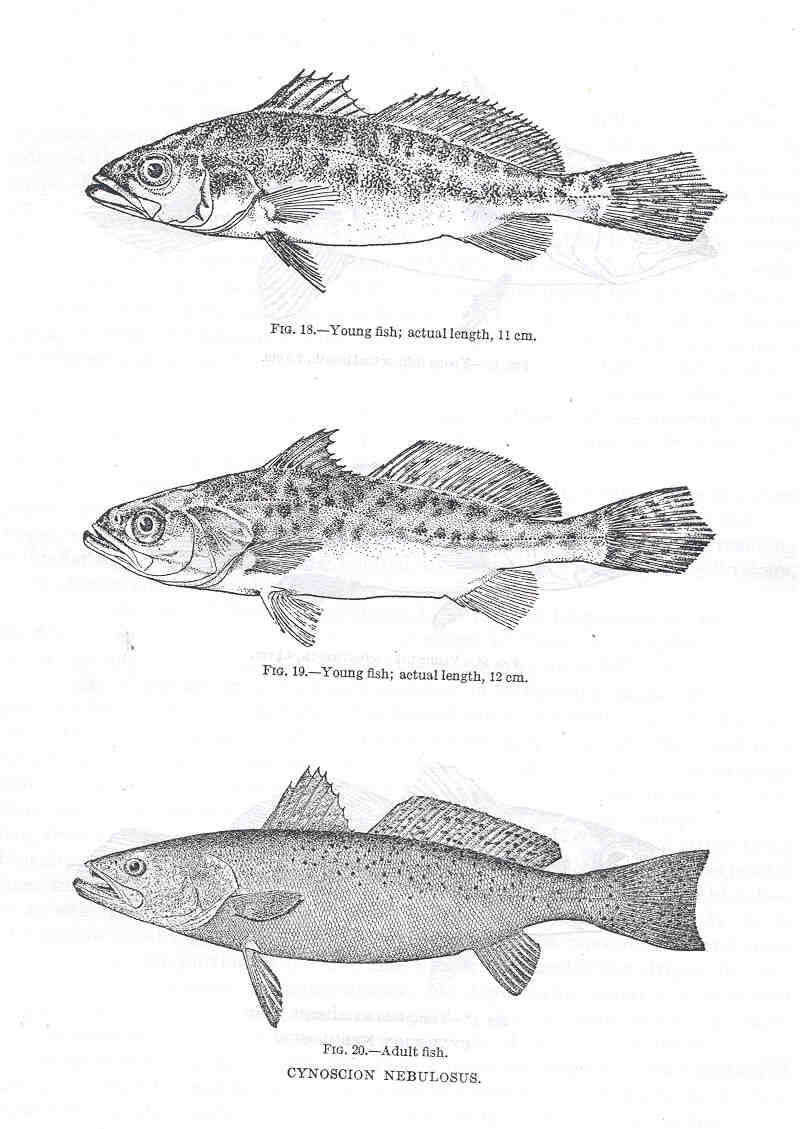 Image of Sea trouts