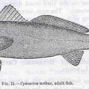 Imagem de Cynoscion nothus (Holbrook 1848)