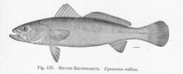 Image of Sea trouts