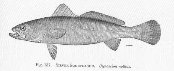 Image of Sea trouts